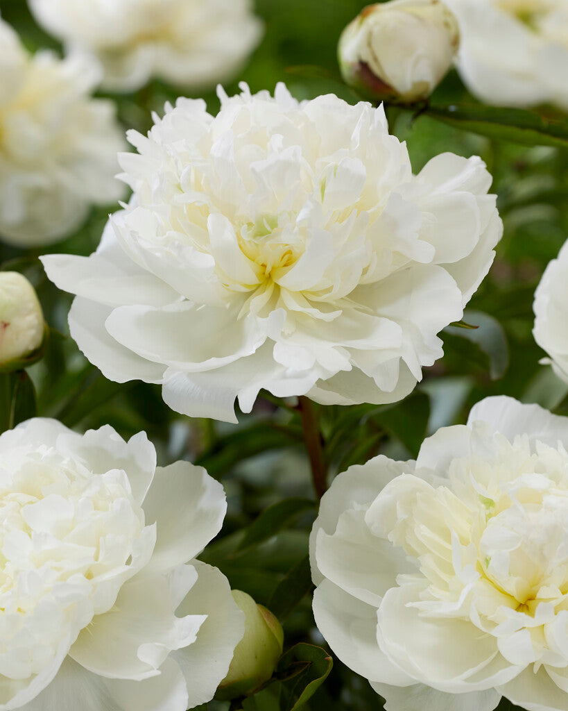 Peony-Paeonia Duchesse de Nemours 1-pakning